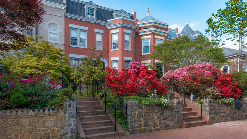 Spring blossoms in front of Washington D.C. rowhomes